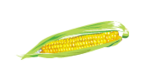corn.PNG
